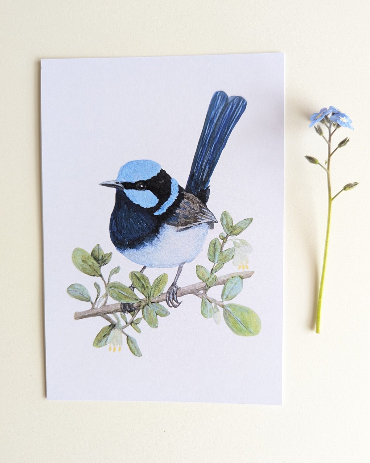 Superb Fairy-wren Australian Bird Art Postcard