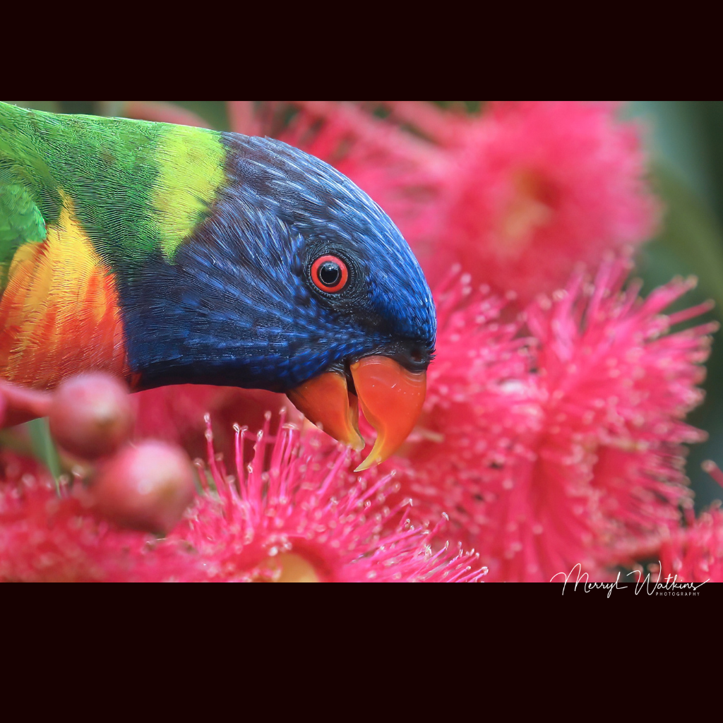 Greeting Card - Blank - Rainbow Lorikeet Close-up with Gum Blossoms - Photo