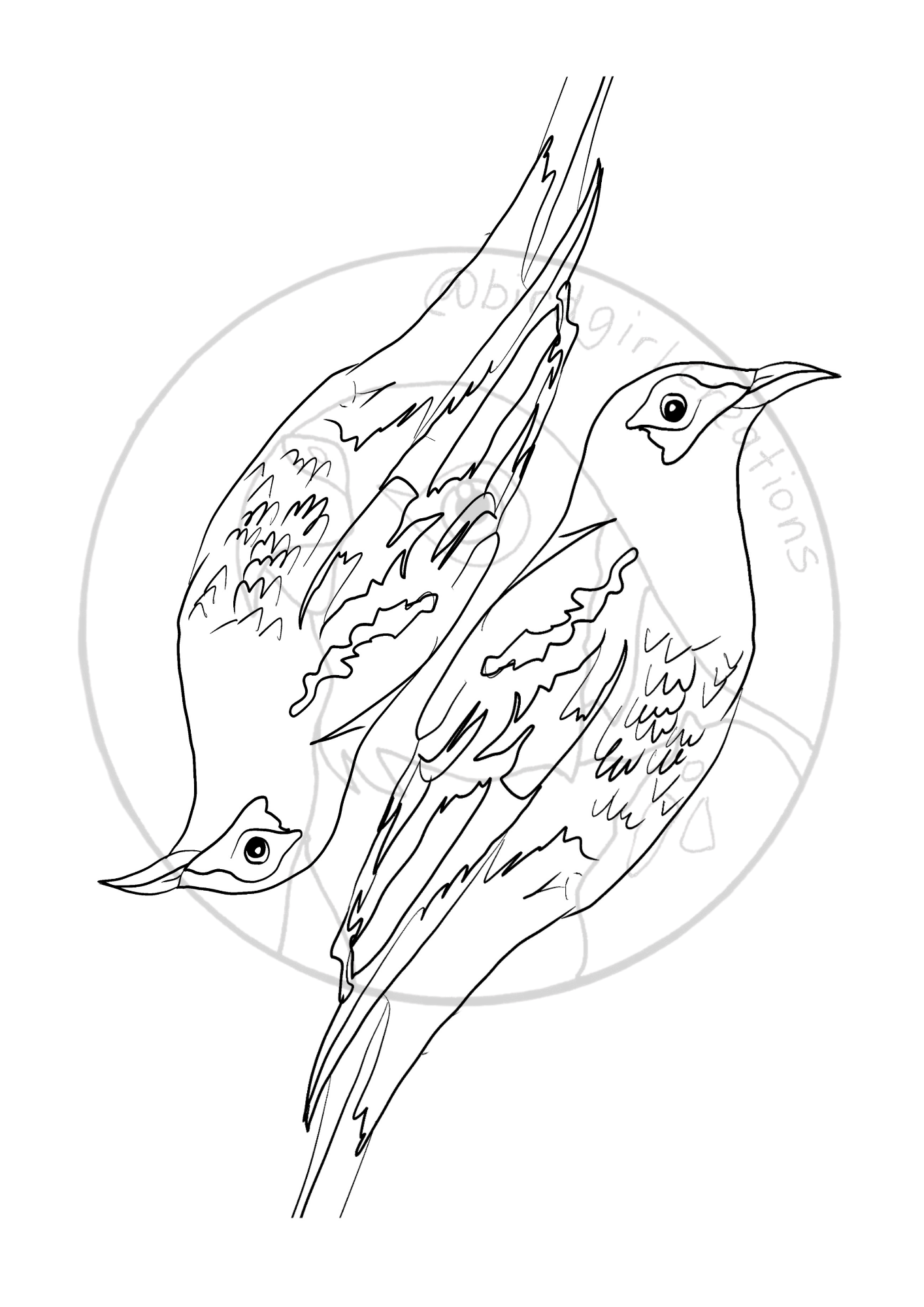 Regent Honeyeater colouring in page PDF