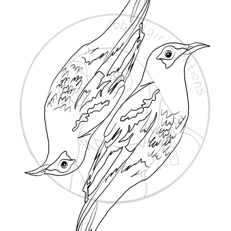 Regent Honeyeater colouring in page PDF
