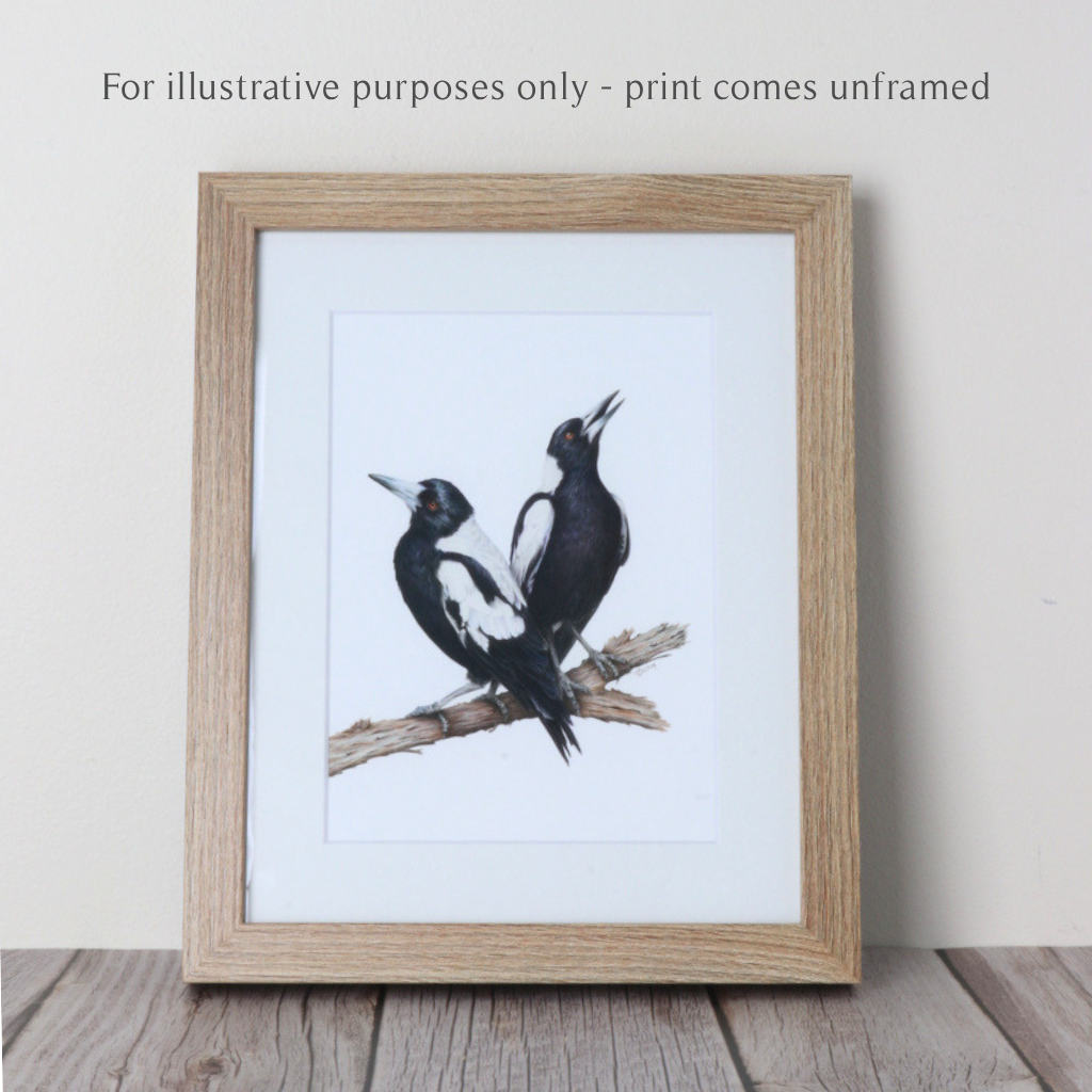 Magpies | Australian Wildlife Art Print