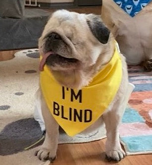 I'm Blind/Deaf - Dog Scrunchie Bandana