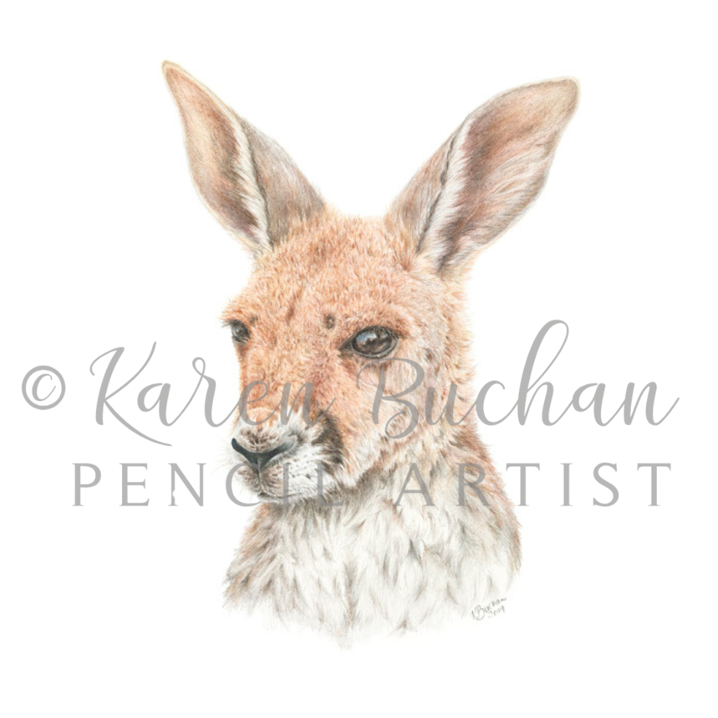 Kangaroo Joey | Blank Greeting Card | Australian Wildlife | Recycled