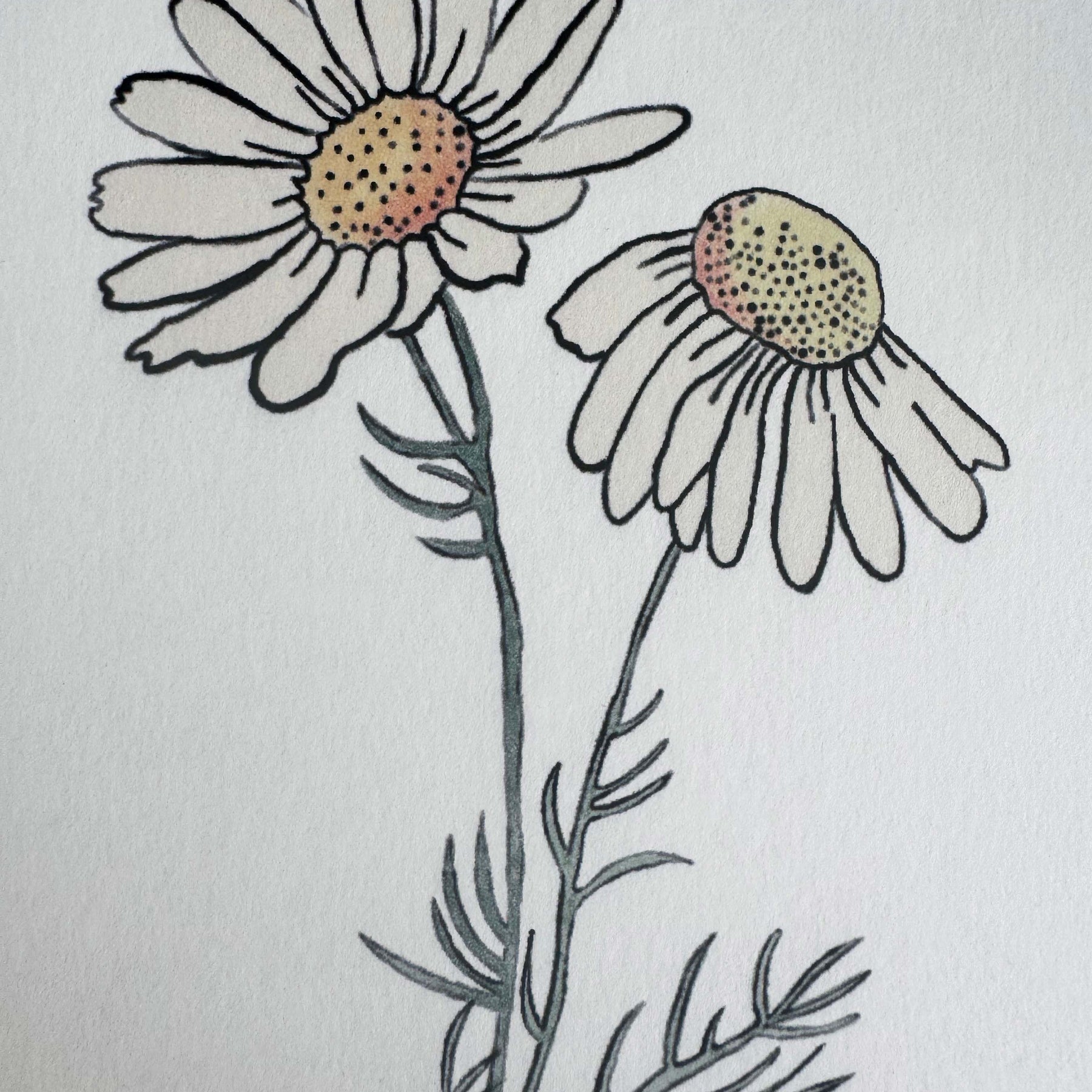 Modern Mini Print: Daisy Study 1, Black Frame Included (13 x 18cm)