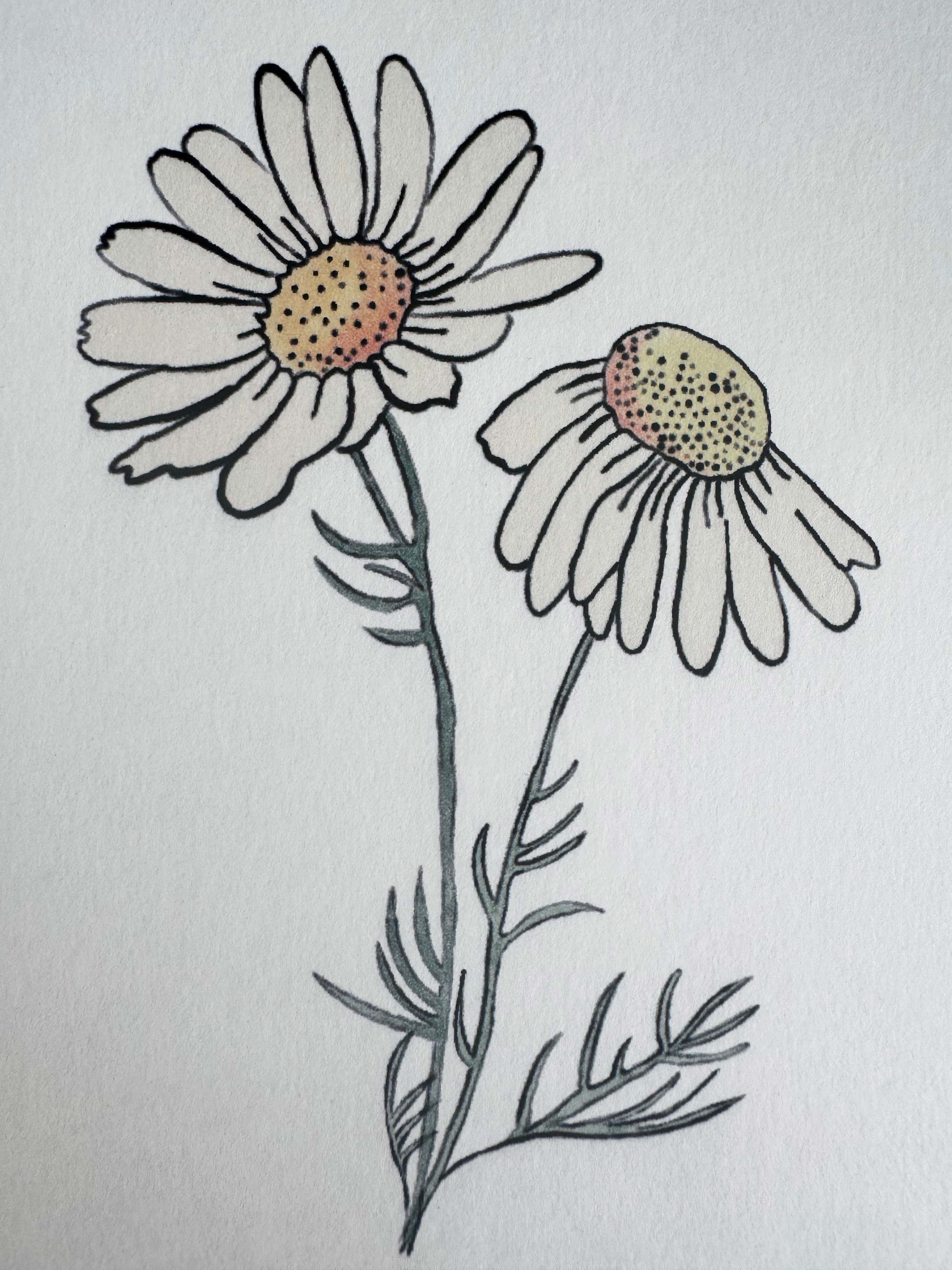 Modern Mini Print: Daisy Study 1, Black Frame Included (13 x 18cm)