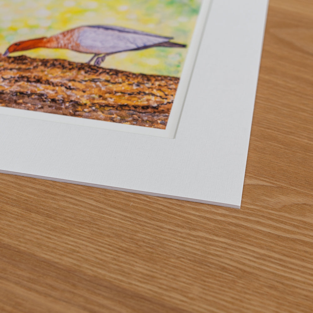 Print | Matted | Australian Wood Ducks