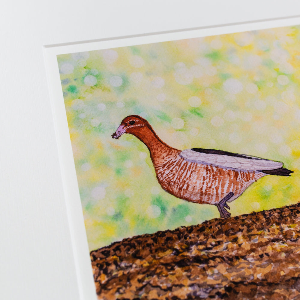 Print | Matted | Australian Wood Ducks