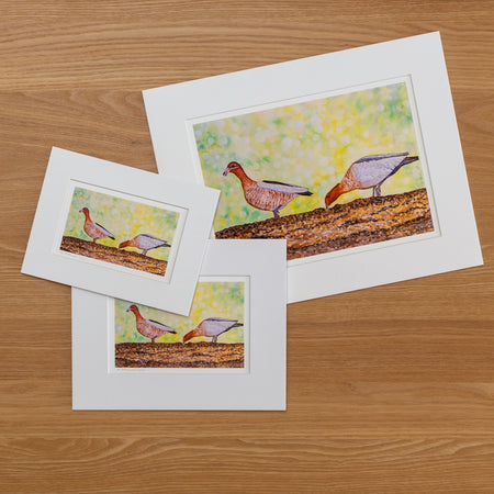 Print | Matted | Australian Wood Ducks