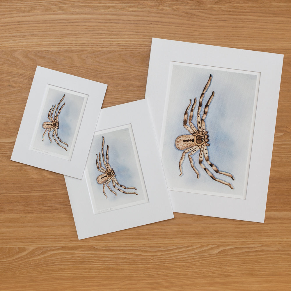 Print | Matted | Banded Huntsman