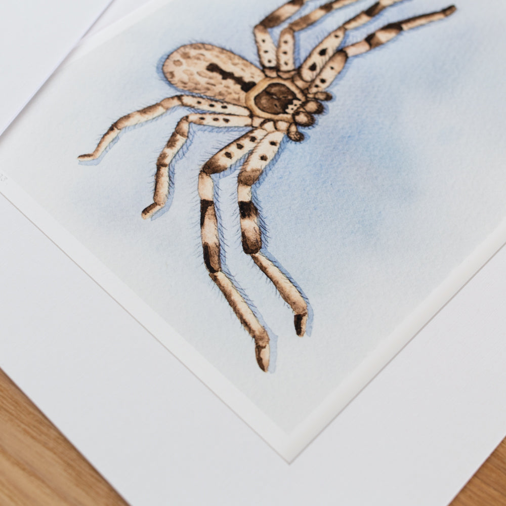 Print | Matted | Banded Huntsman