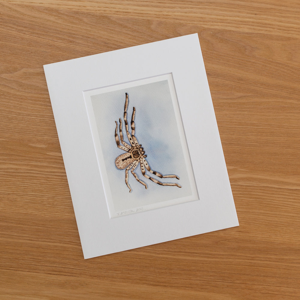 Print | Matted | Banded Huntsman