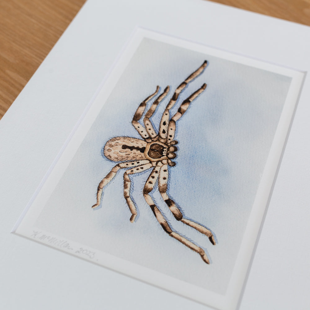 Print | Matted | Banded Huntsman