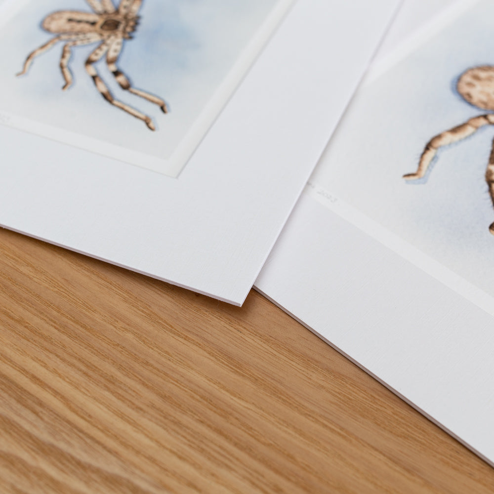 Print | Matted | Banded Huntsman