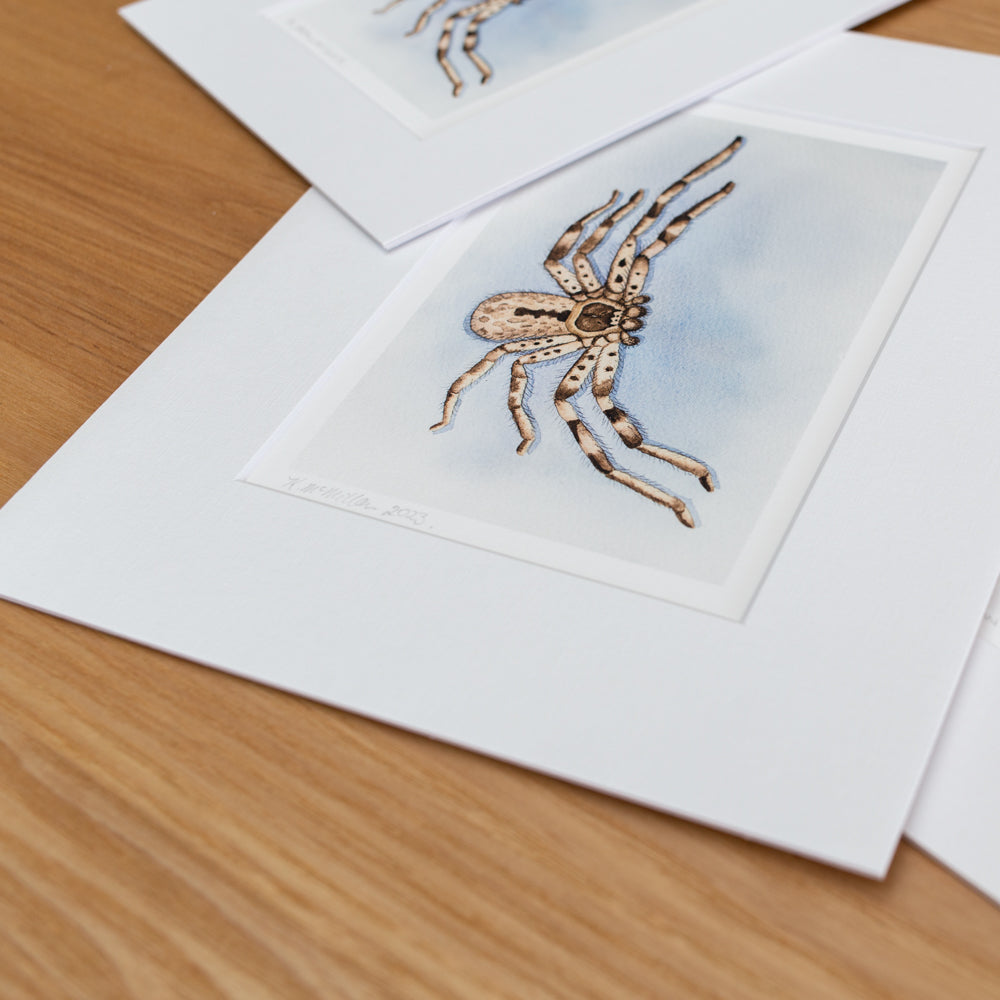 Print | Matted | Banded Huntsman