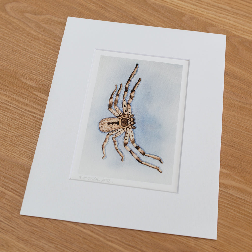 Print | Matted | Banded Huntsman