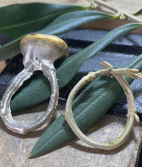 Sterling Silver Olive Branch Ring | Size O | Open Design
