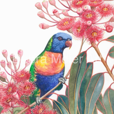 Rainbow Lorikeet art print by Debra Meier Art