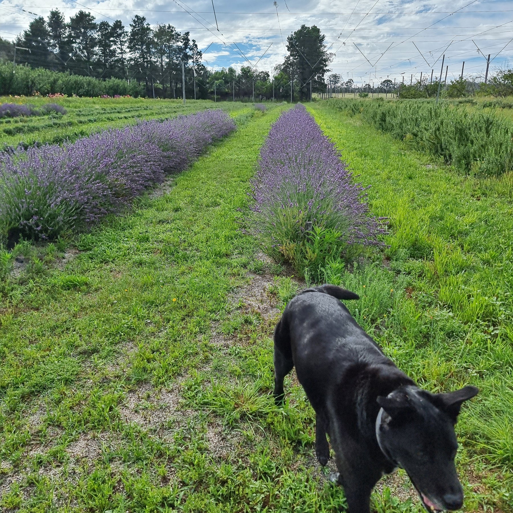 Lavender Bunch Dried