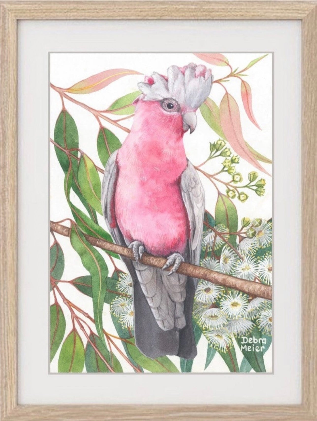 Galah art print by Debra Meier Art
