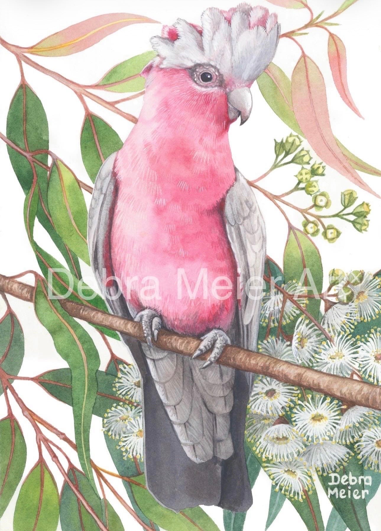 Galah art print by Debra Meier Art