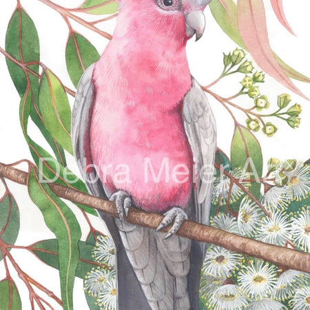 Galah art print by Debra Meier Art