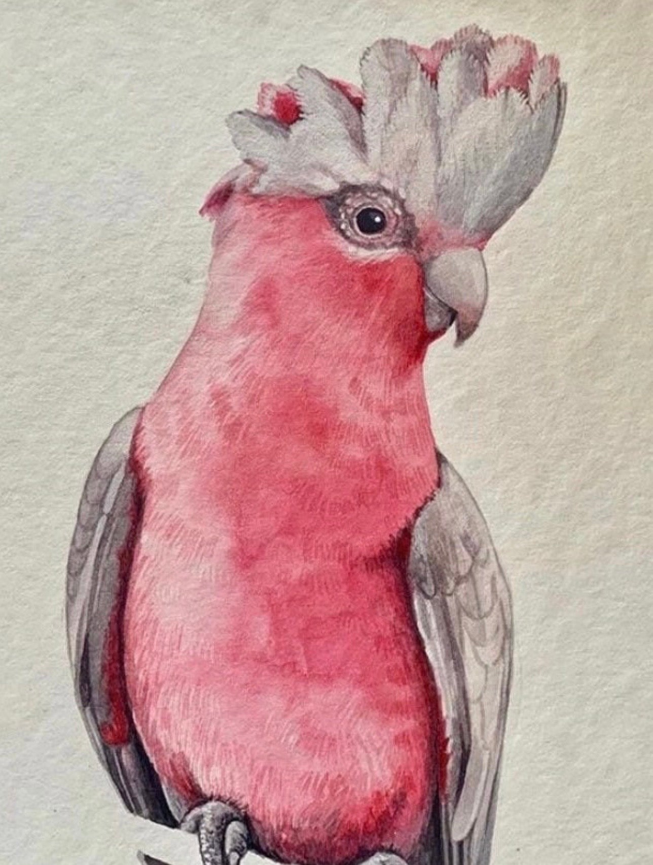 Galah art print by Debra Meier Art