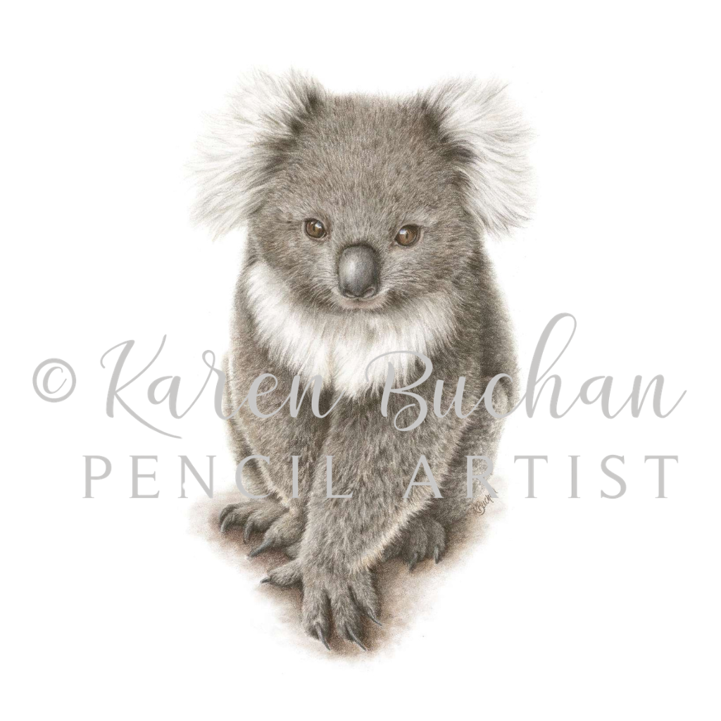 Koala | Australian Wildlife Art Print