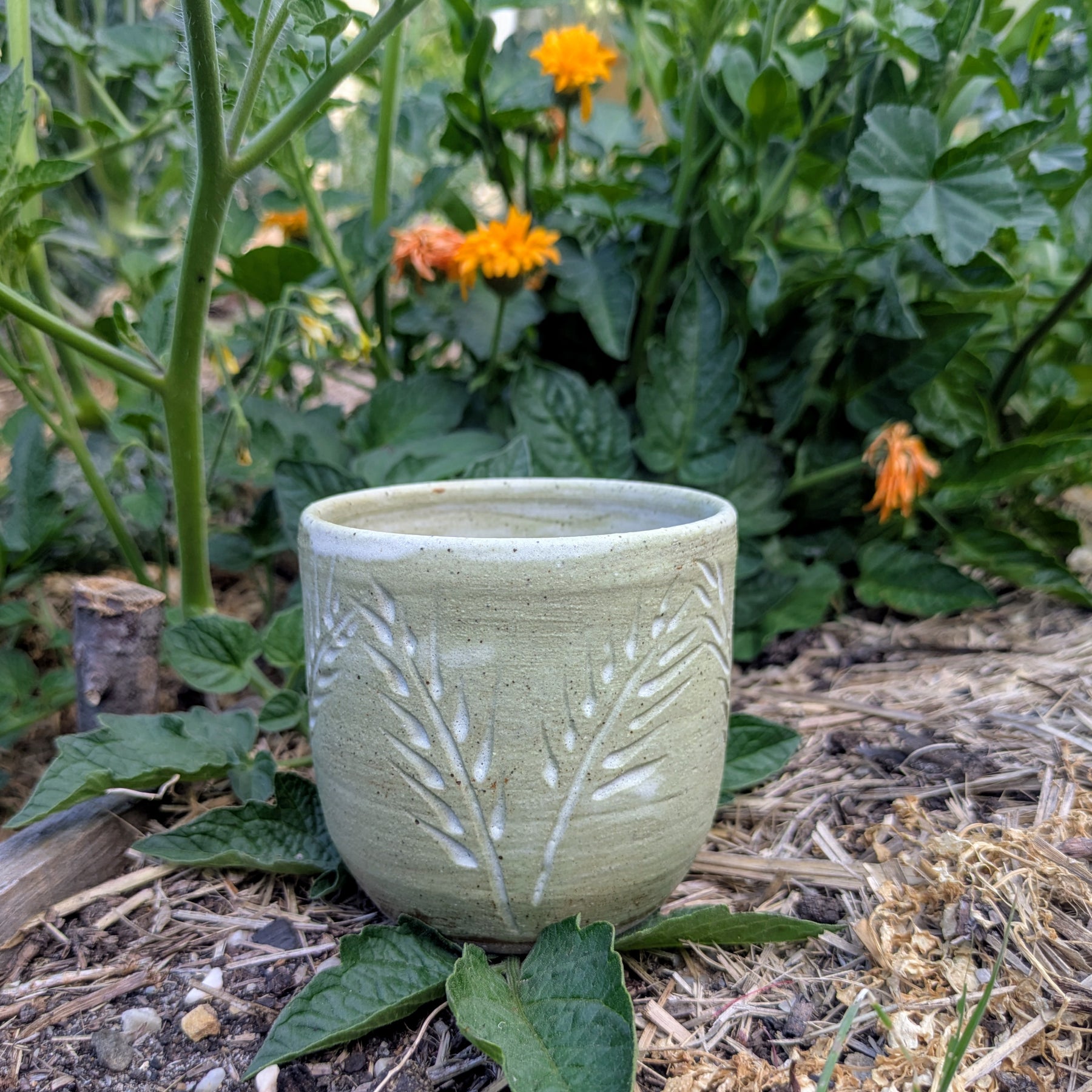 Wheat cup