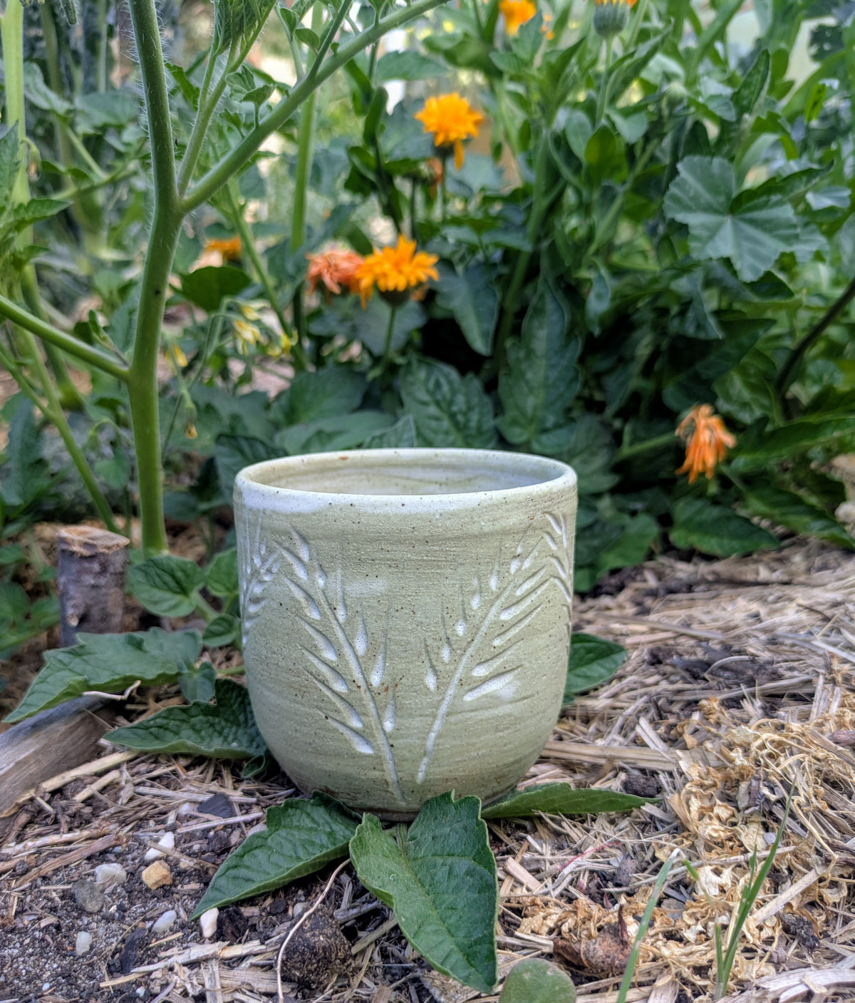 Wheat cup