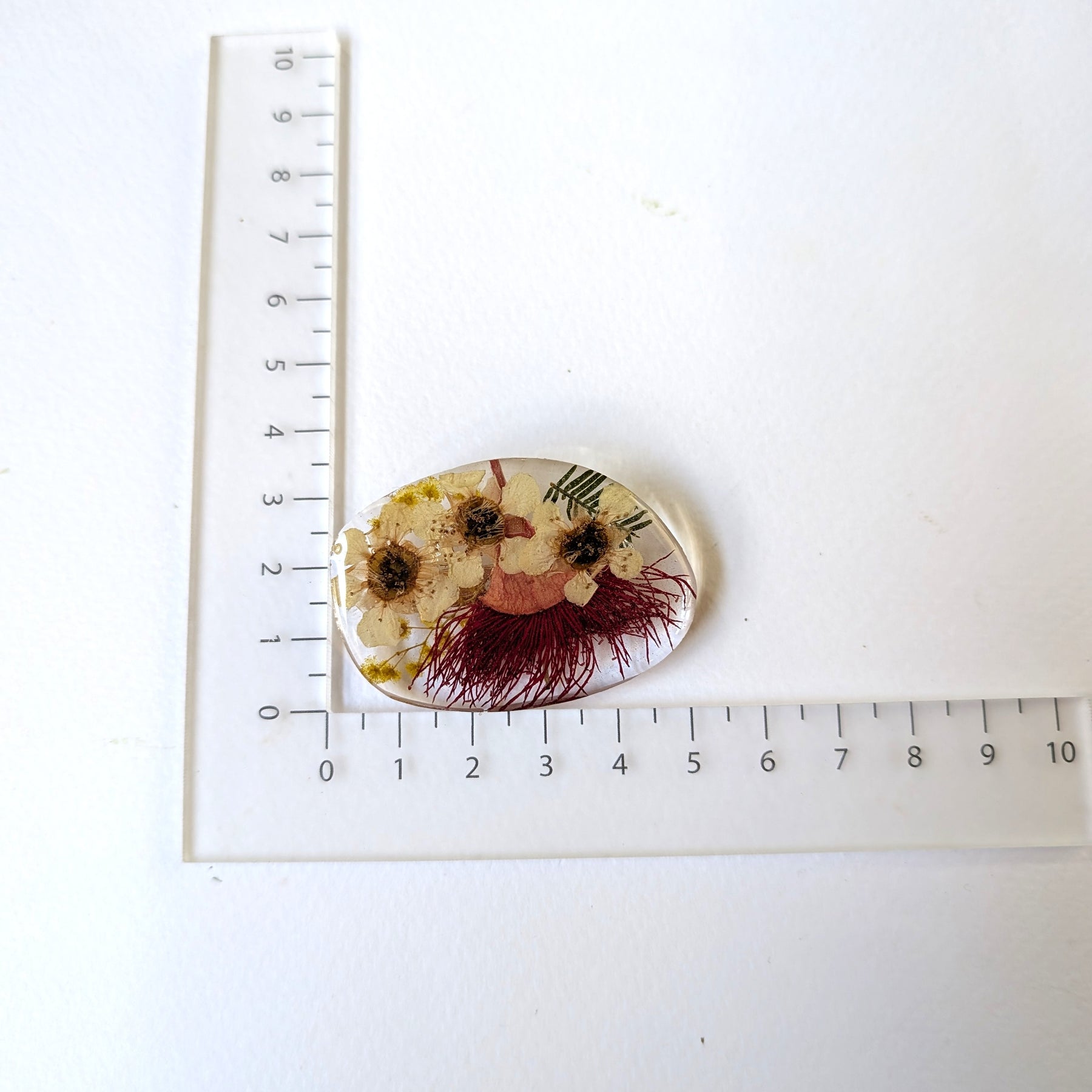 Real Australian Native Flowering Gum Wattle Brooch