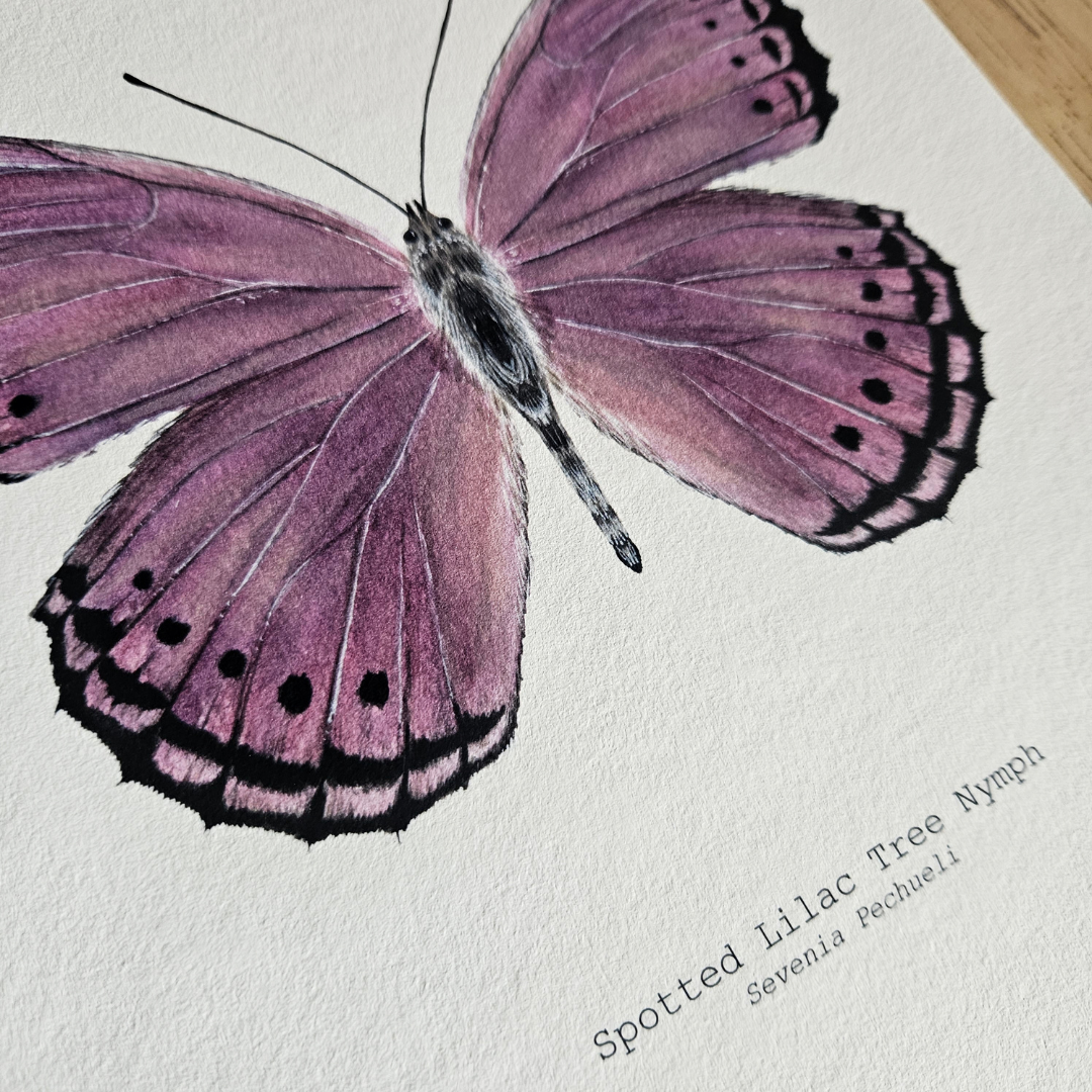 Watercolour Art Print - 'Spotted Lilac Butterfly'