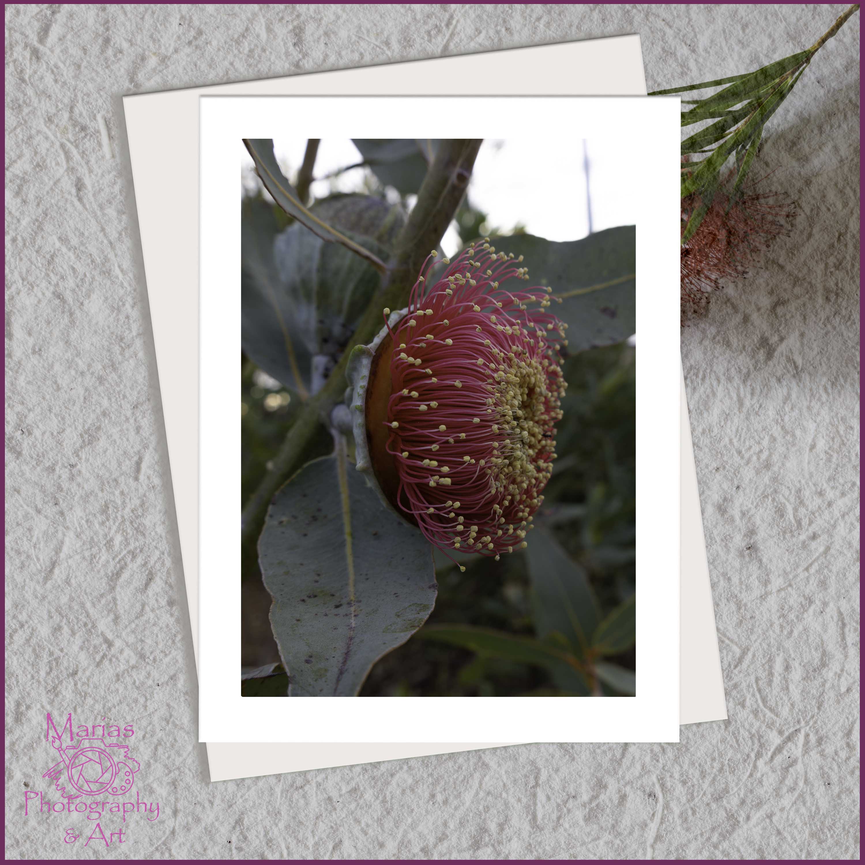 Blank Greeting card | Native Beauty
