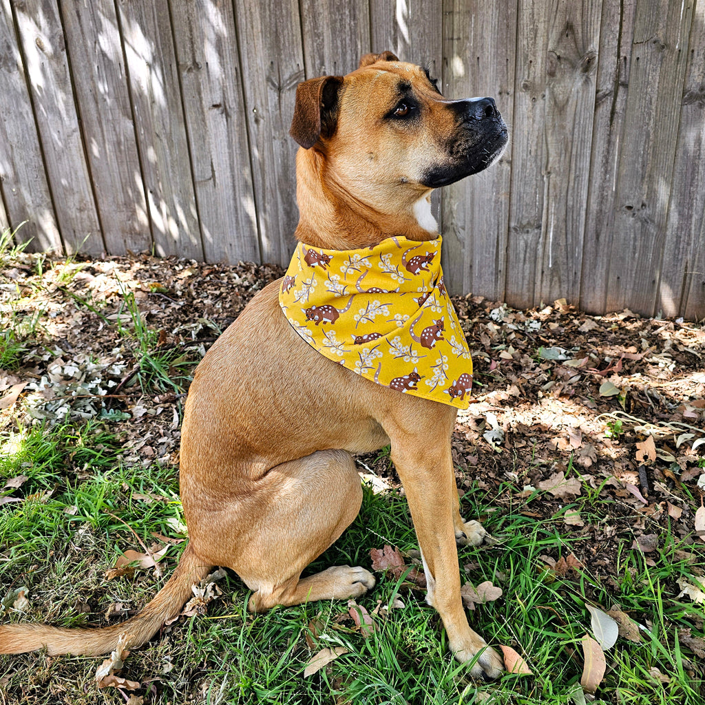 Spotted Quoll Bandana