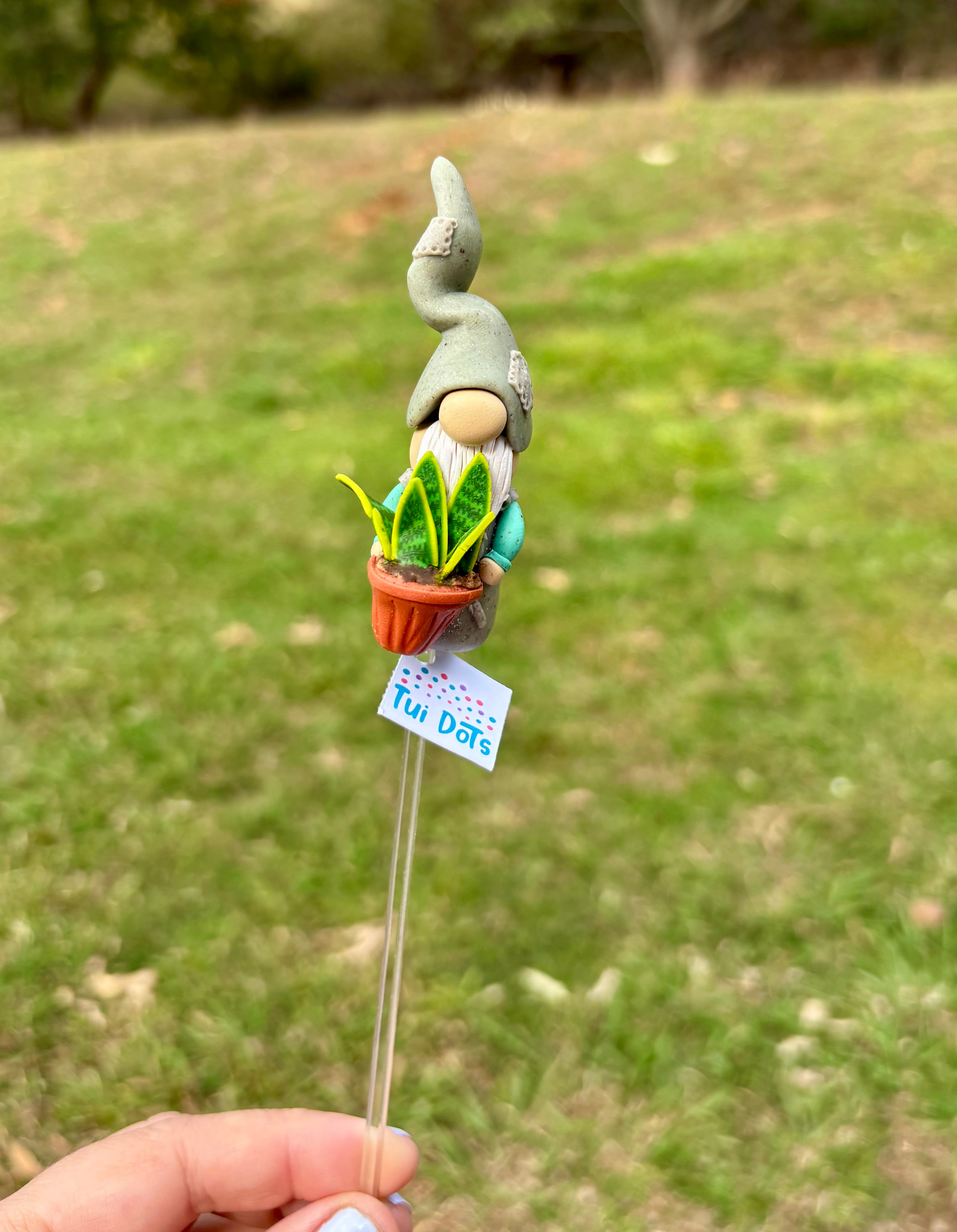 Tiny Gnome - Snake Plant