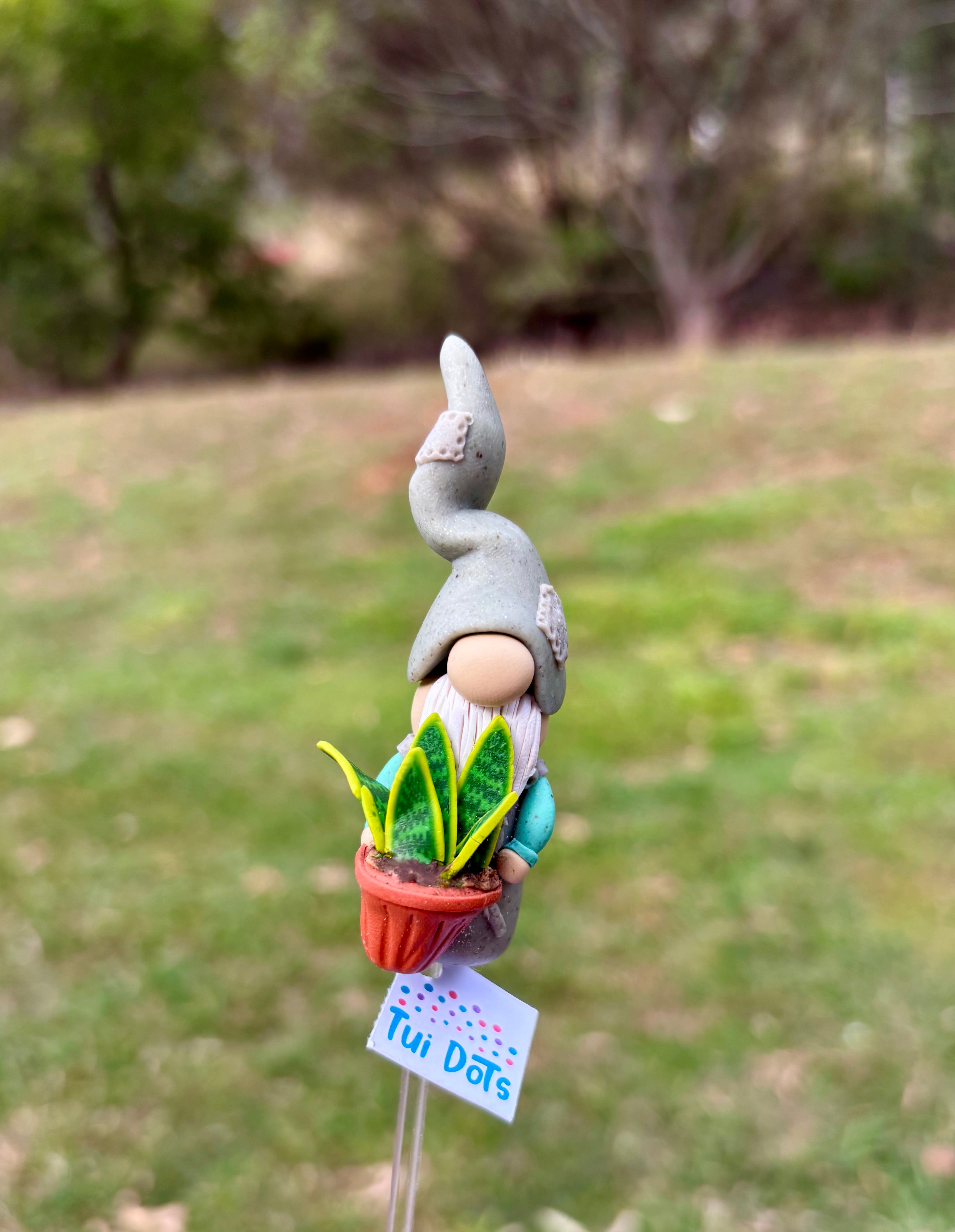 Tiny Gnome - Snake Plant