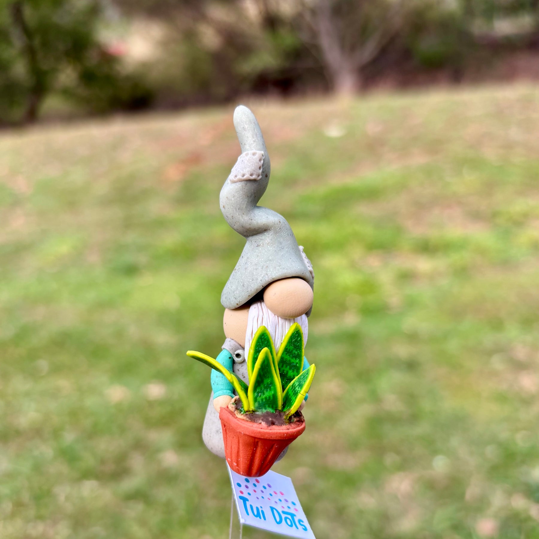 Tiny Gnome - Snake Plant