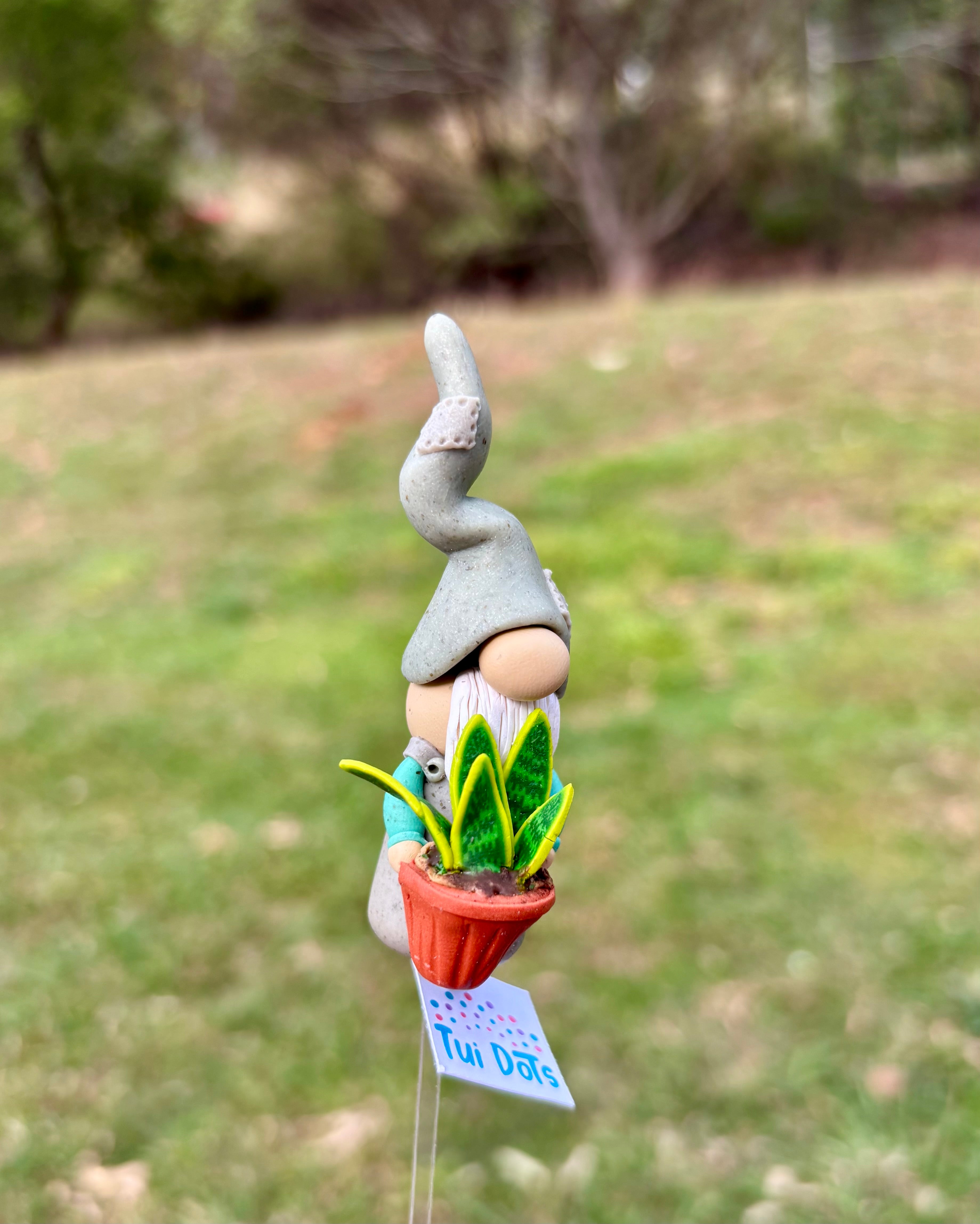 Tiny Gnome - Snake Plant