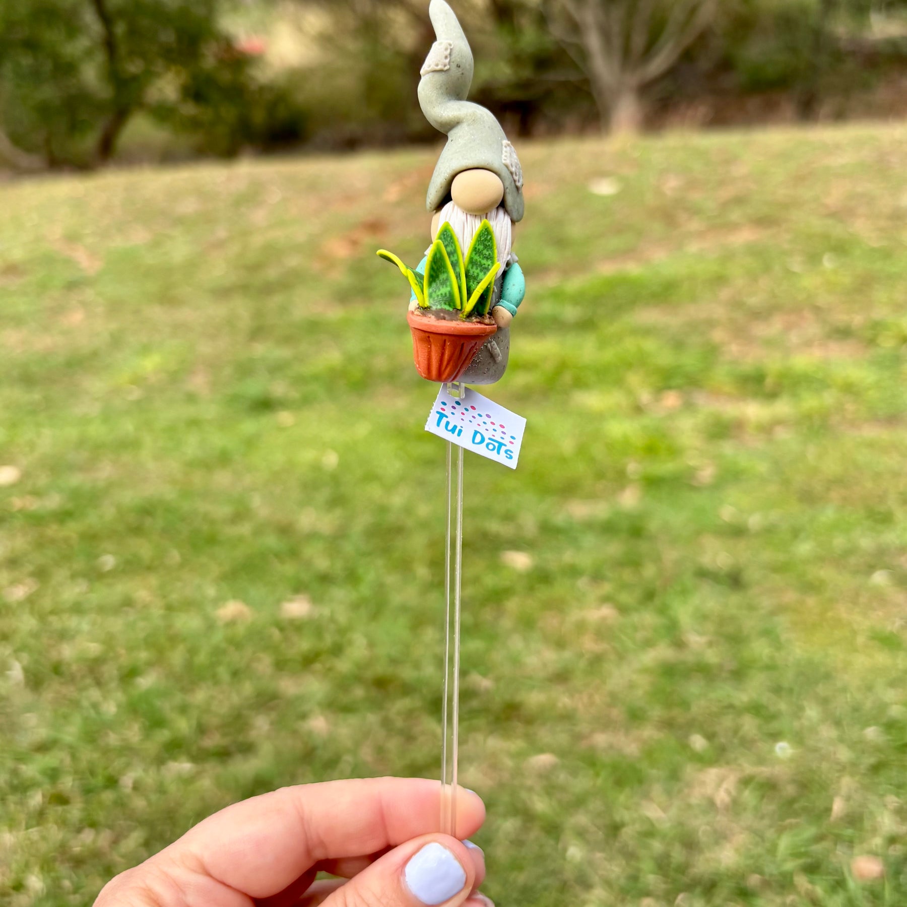 Tiny Gnome - Snake Plant