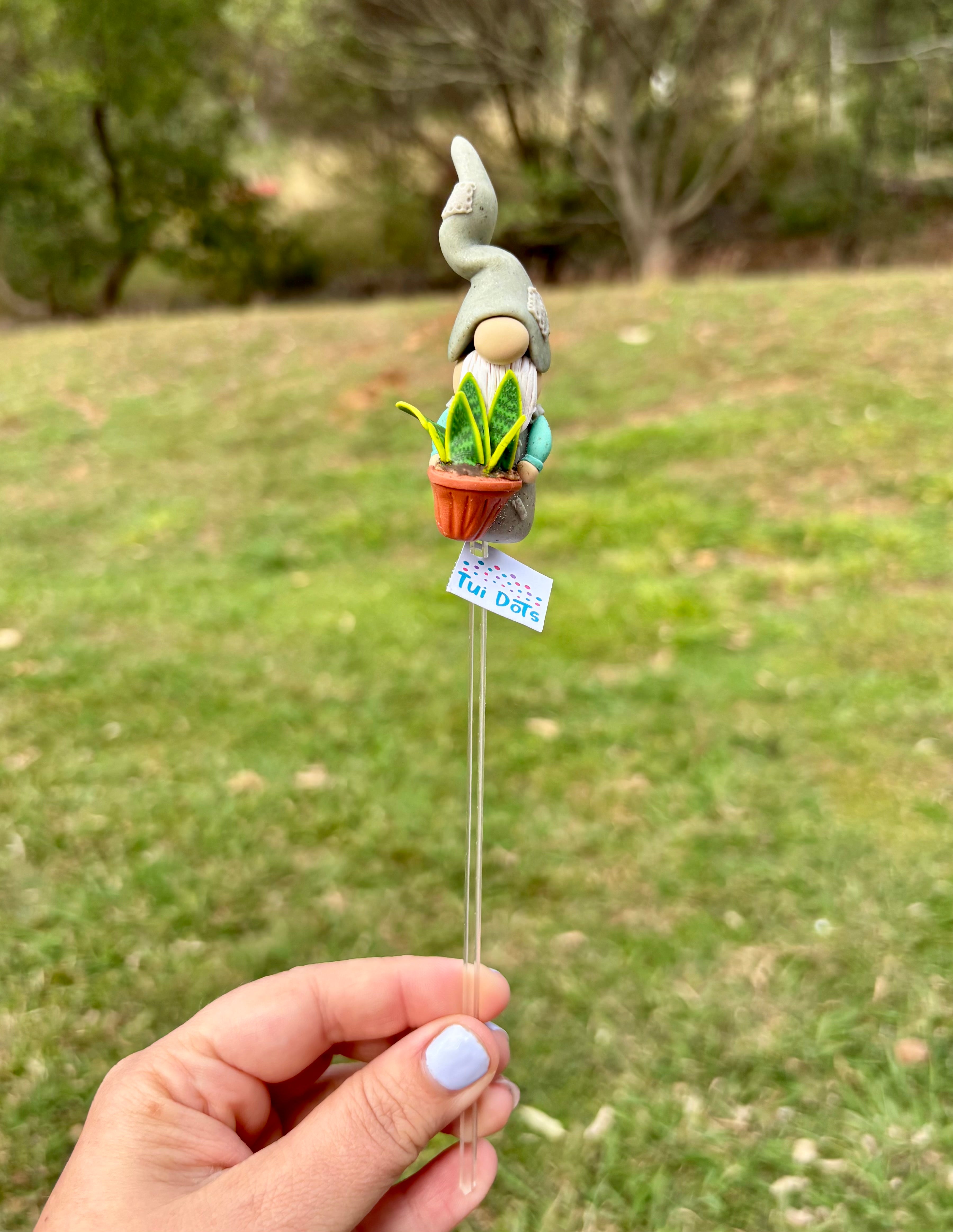 Tiny Gnome - Snake Plant