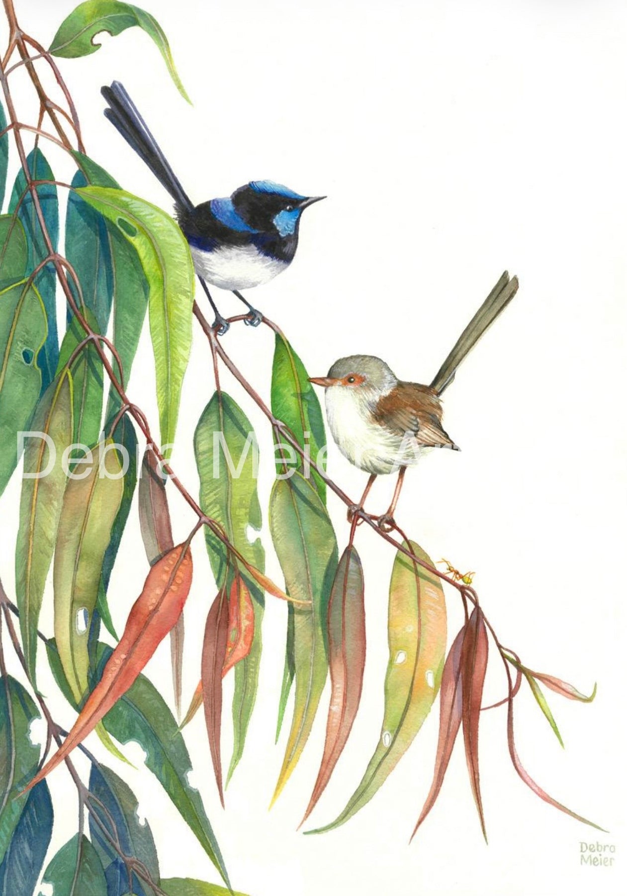 Superb Fairy Wren Pair art print by Debra Meier