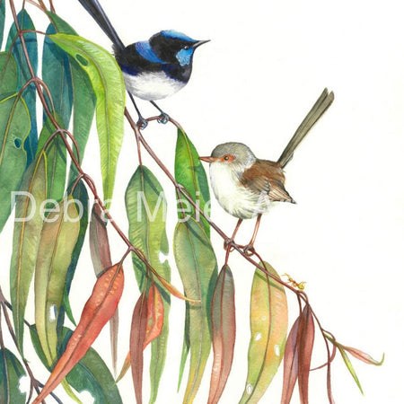 Superb Fairy Wren Pair art print by Debra Meier