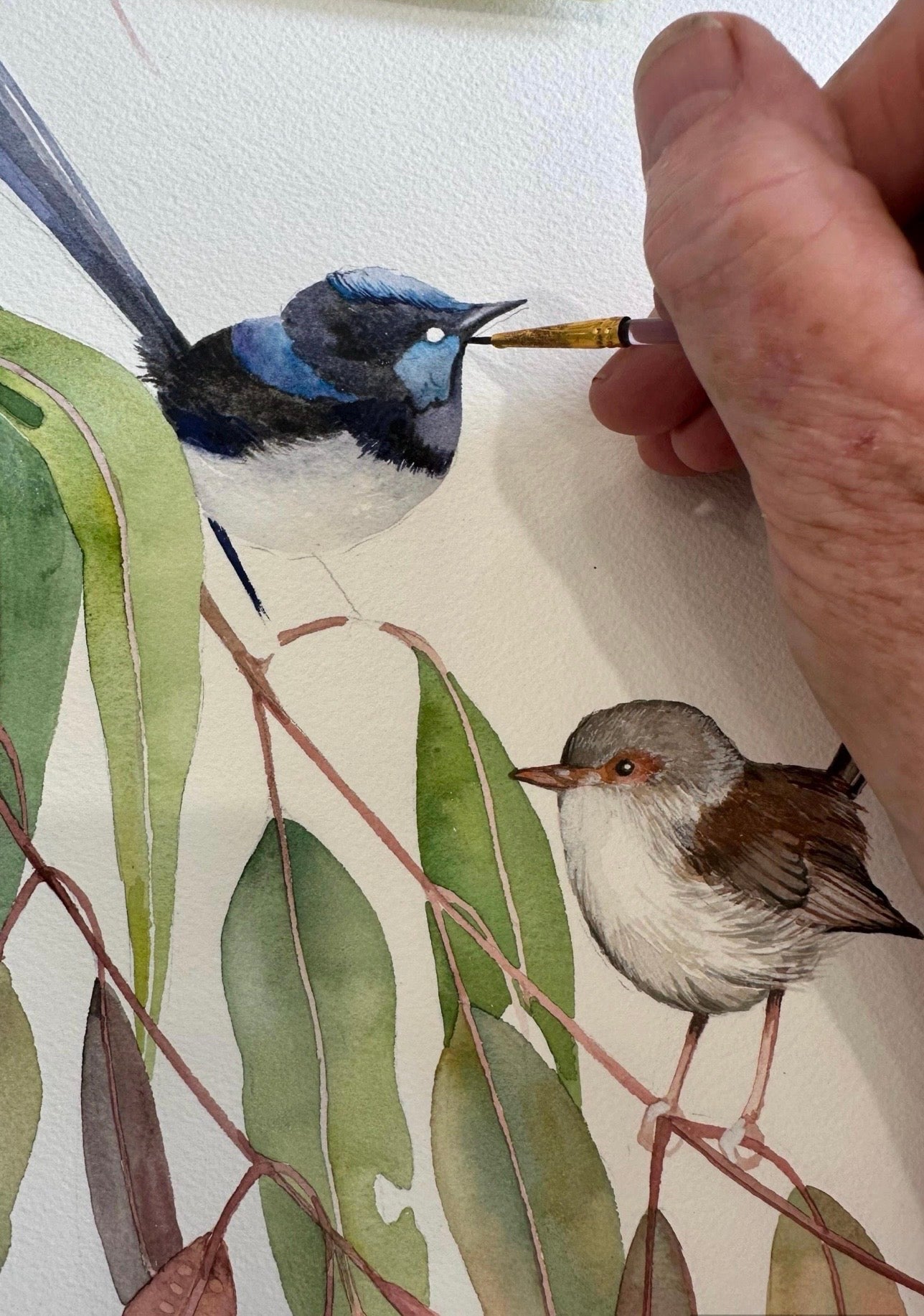 Superb Fairy Wren Pair art print by Debra Meier