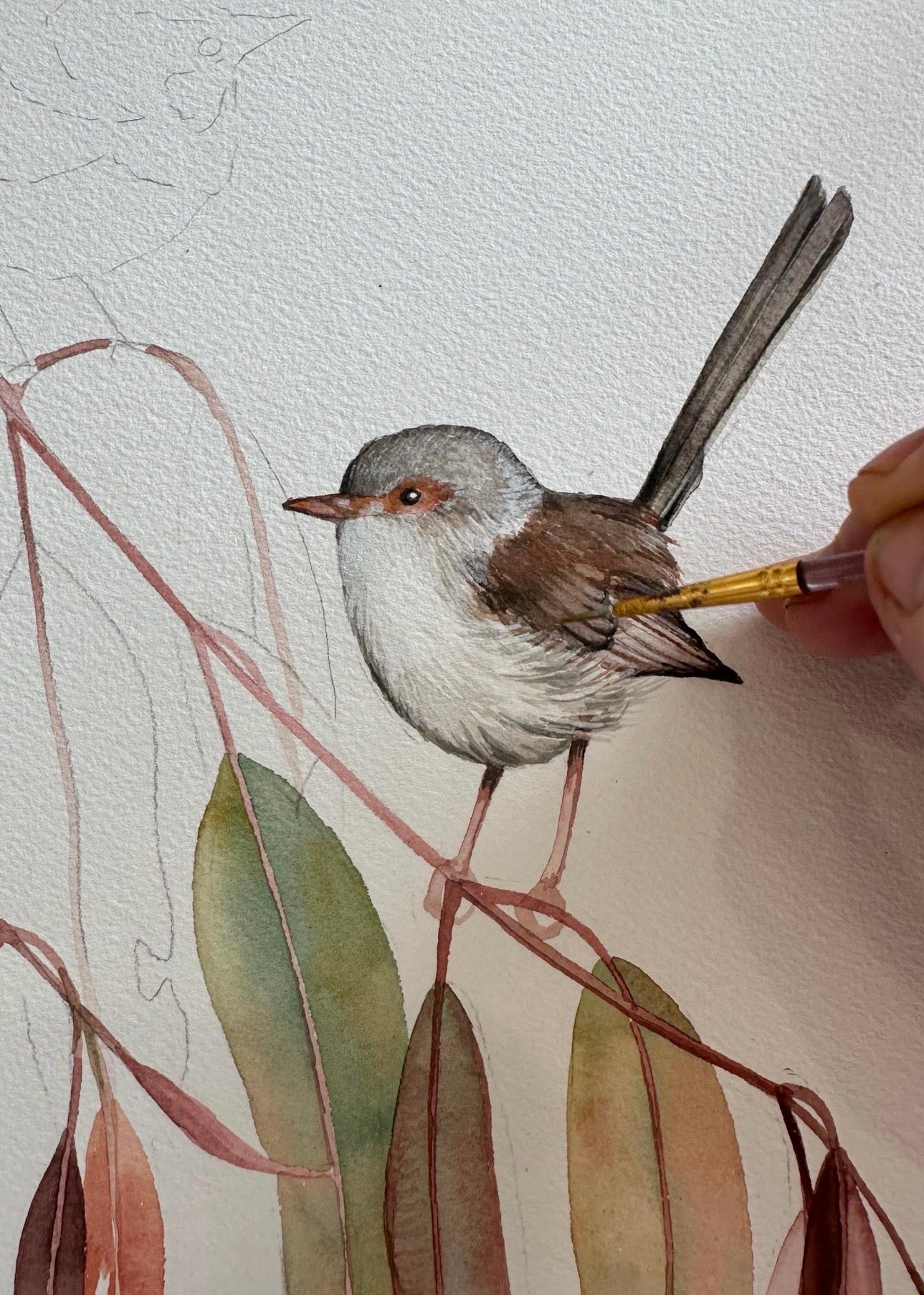 Superb Fairy Wren Pair art print by Debra Meier