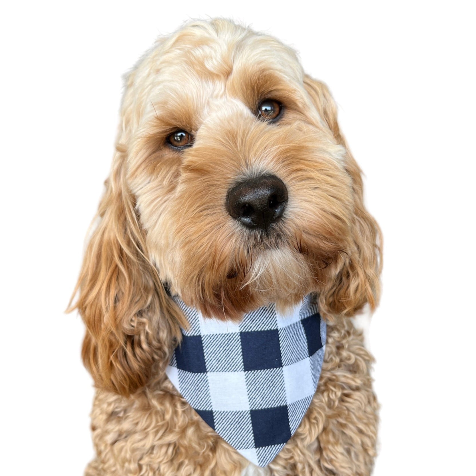 Navy Gingham - Dog Scrunchie Bandana