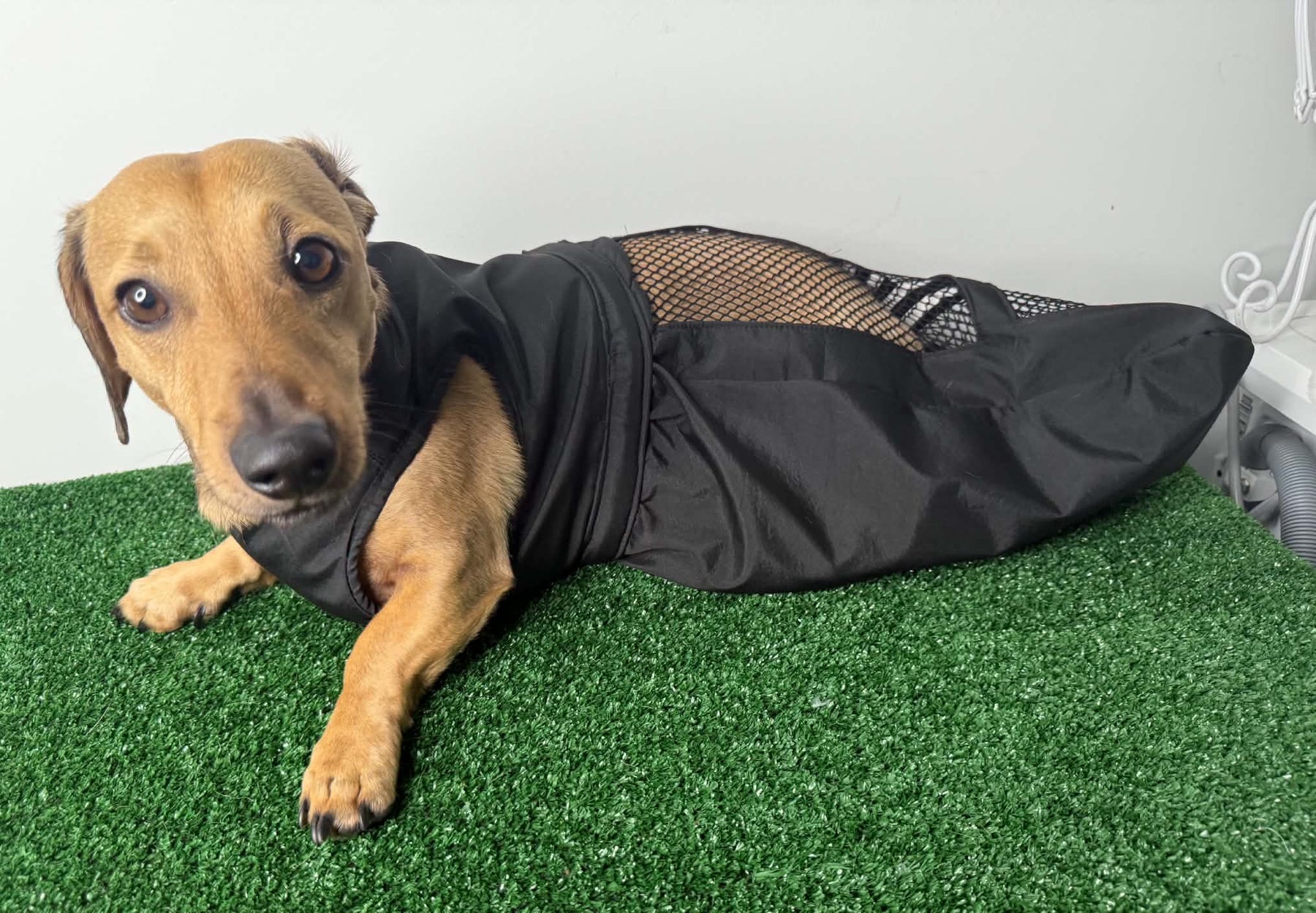 Dachshund Drag Bag/Indoor Mobility Suit/Drag suit/for dog with hind-leg paralysis, weakness, or IVDD recovery