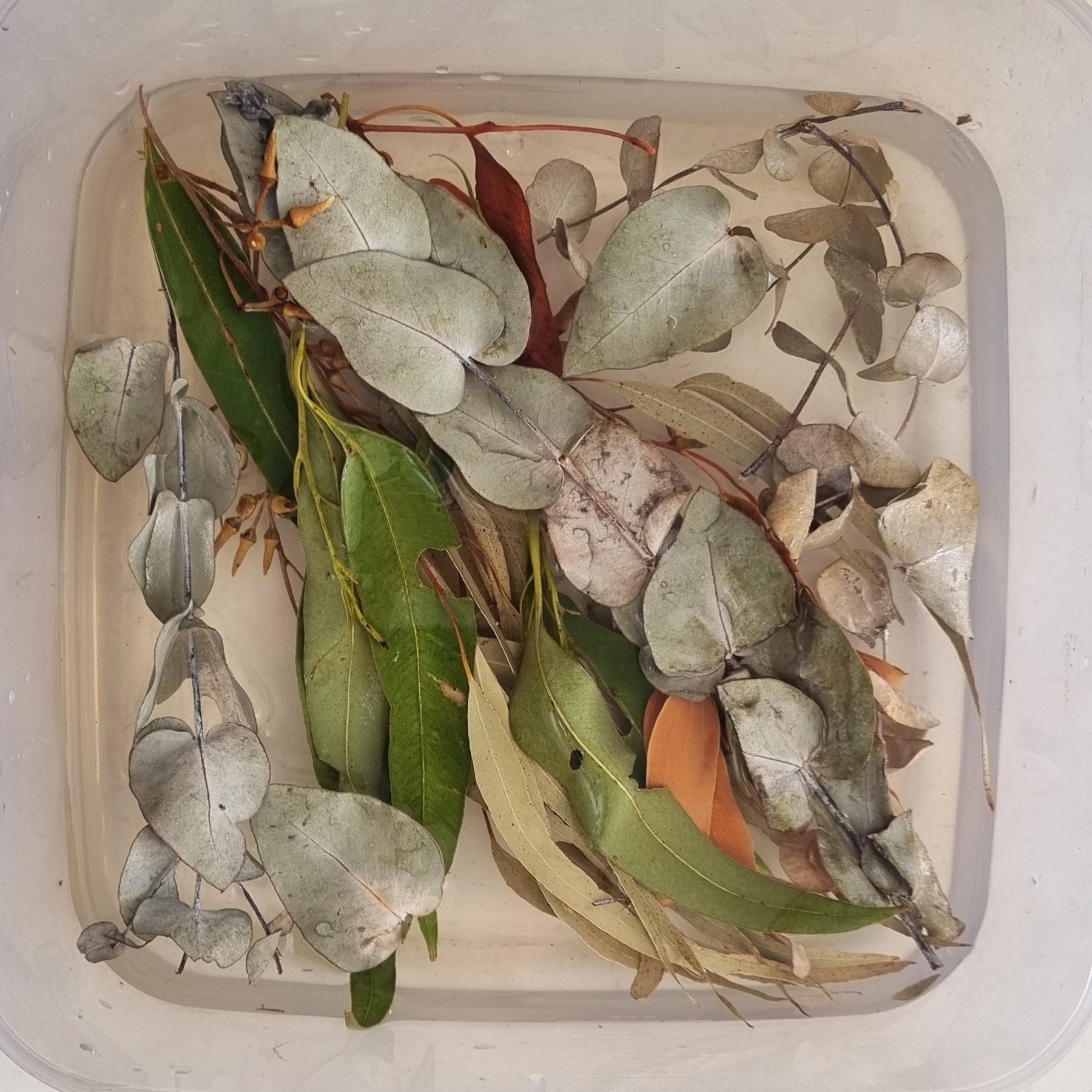 Eco Printing Taster Kit