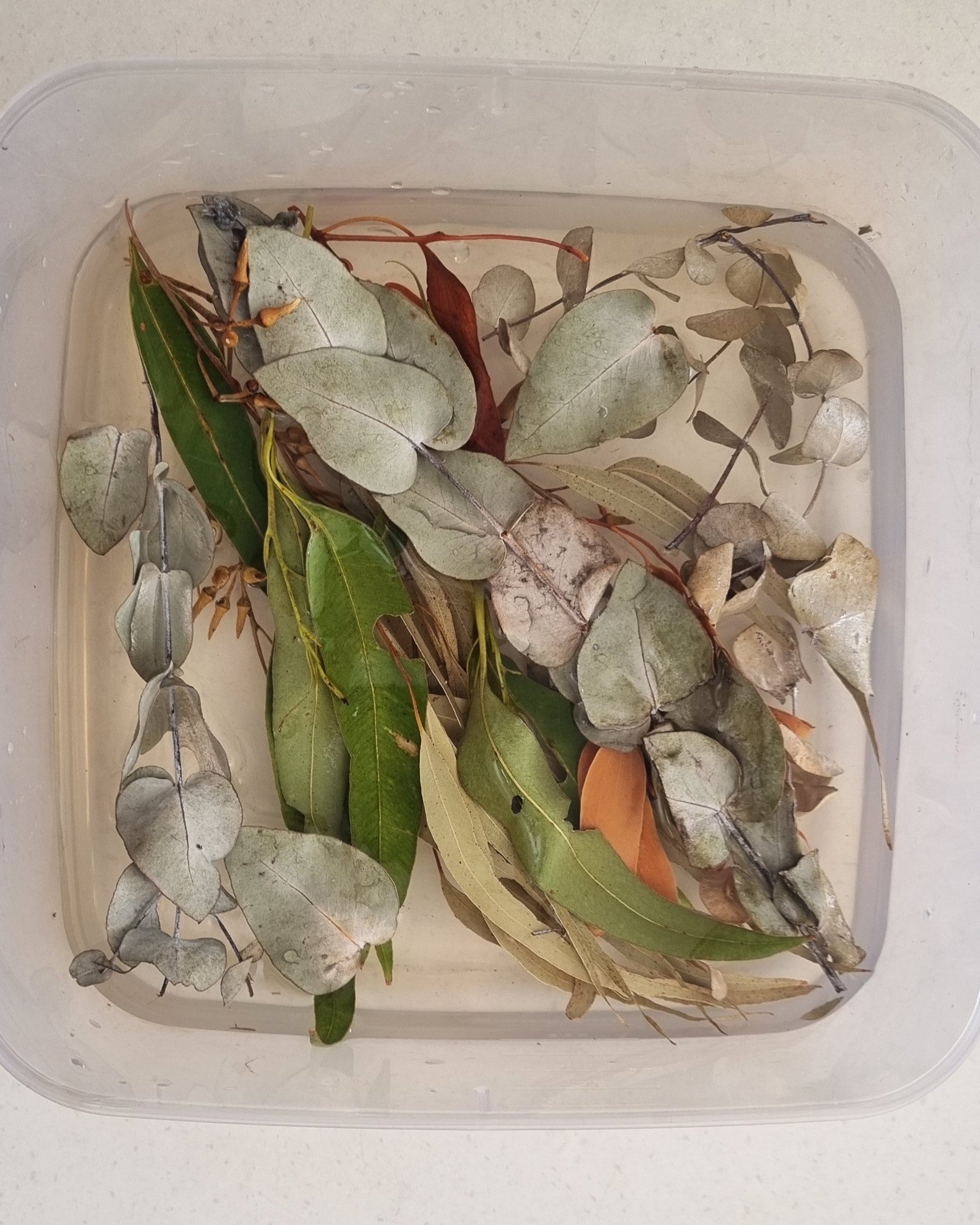 Eco Printing Taster Kit