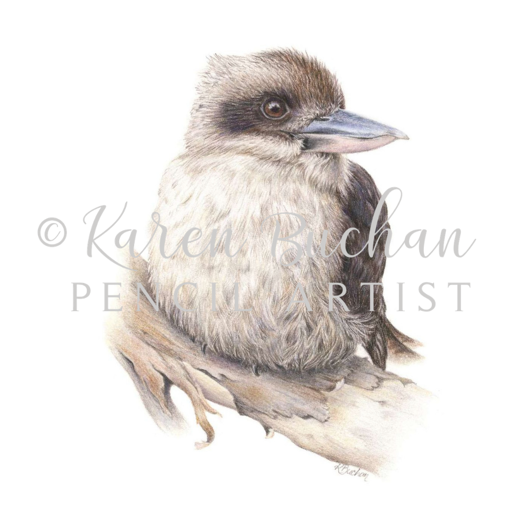 Kookaburra | Australian Wildlife Art Print