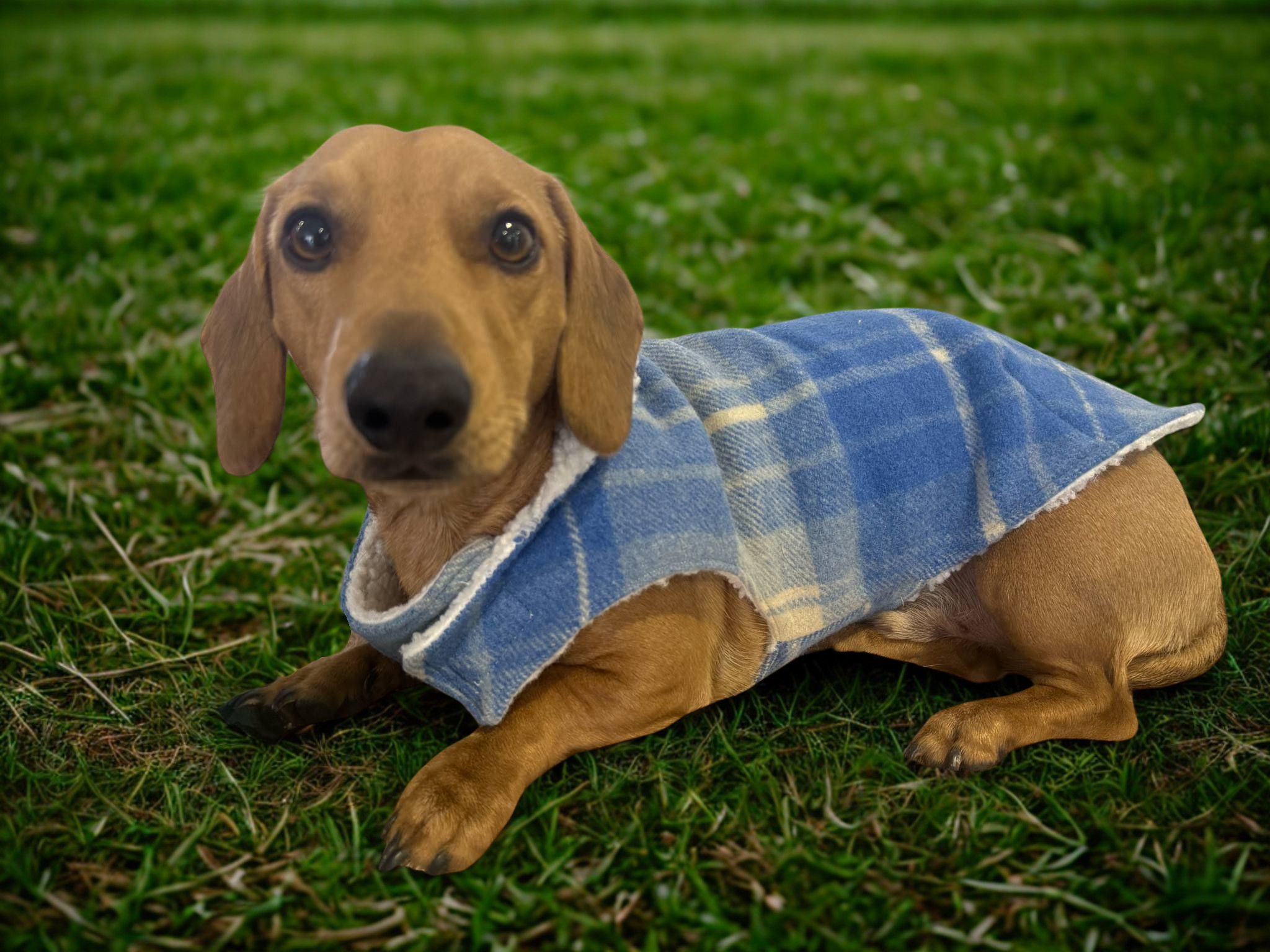 Upcycled woolen dachshund dog, puppy warm coats/jackets