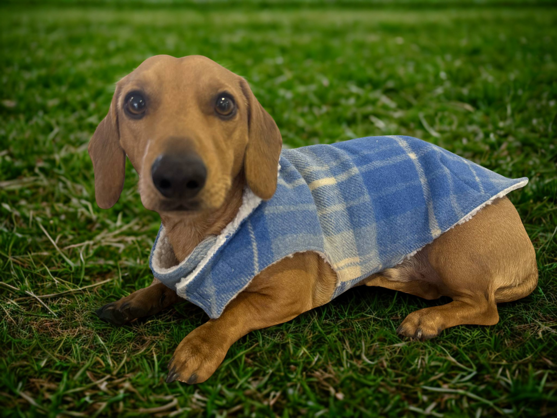 Upcycled woolen dachshund dog, puppy warm coats/jackets